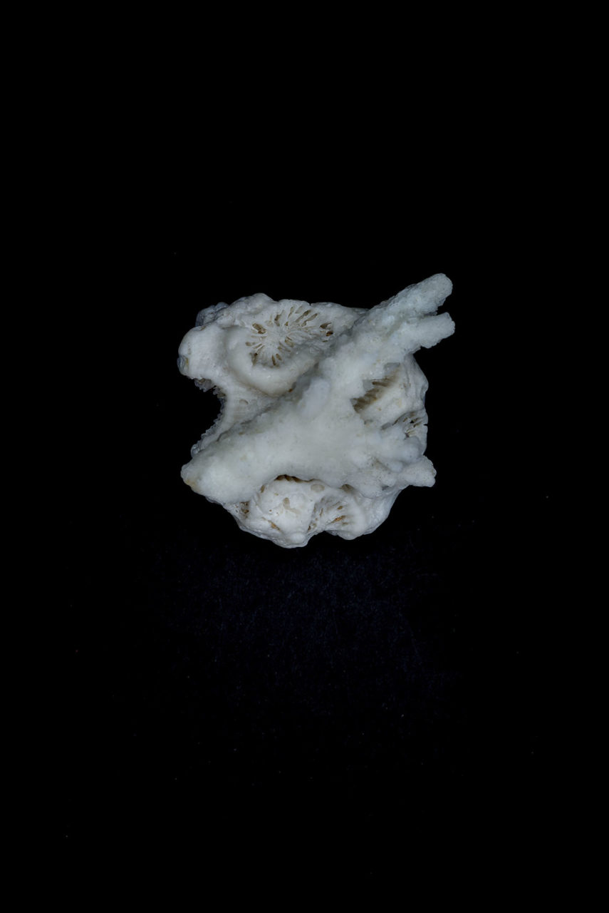 Coraux morts de Tioman suite Plancton-Plastique
